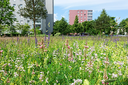 Das Foto zeigt eine Blumenwiese mit vereinzelten jun-gen Bäumen vor städtisch anmutenden Wohngebäuden Quelle: Rudolf Wittmann