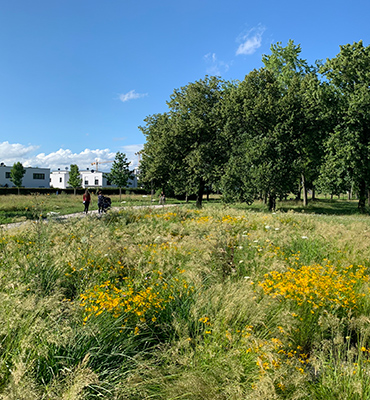 Das Bild zeigt den Westpark in Augsburg mit erhaltenem Baumbestand, extensiven Wiesen und blühenden Staudeninseln.