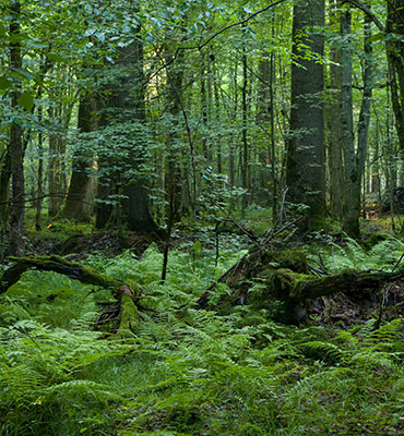 Das Foto zeigt einenWald