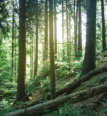 Das Foto zeigt einen Wald durch den die Sonne scheint.