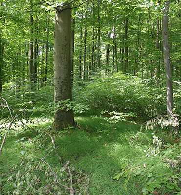Das Foto einen Wald 