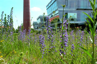Das Foto zeigt einen Magerrasen mit der blau blühenden Pflanze Natterkopf im Vordergrund. Im Hintergrund ist das LfU-Gebäude und der große Schornstein zu sehen, der kein Relikt der ehemaligen Nutzung ist, sondern Kunst am Bau.