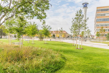 Das Foto zeigt artenreiche Wiesenbereiche und trockenheitsverträgliche Großbäume im Quellepark Nürnberg